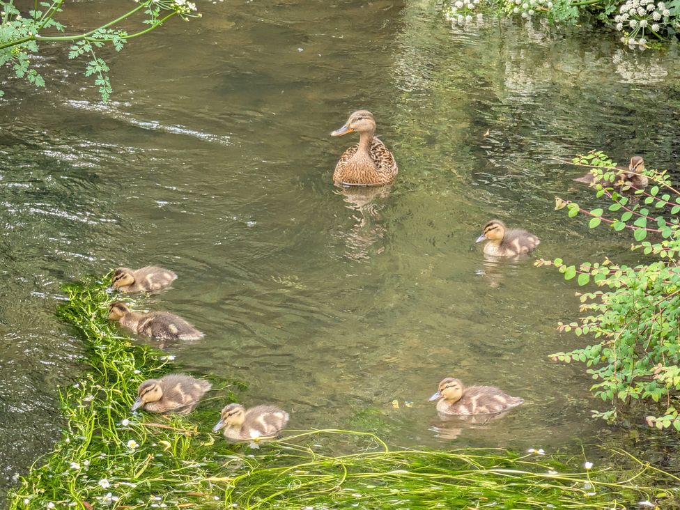 A mother duck with ducklings swimming in a stream surrounded by greenery