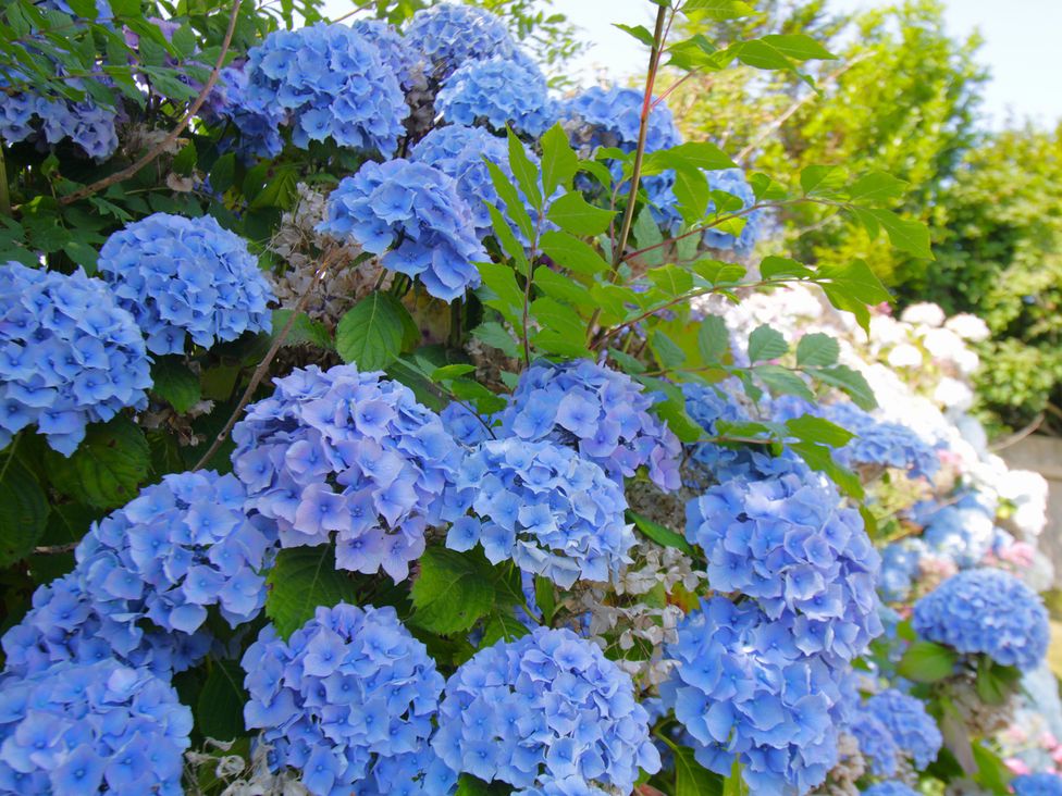 A bush with blue hydrangea flowers at 65 Channel View Ilfracombe