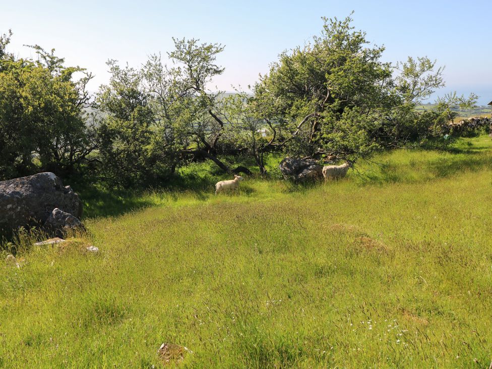 A grassy field with trees and rocks and two sheep at Ty Mellen in Dinas Cross