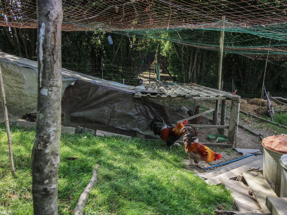 Two roosters near a chicken coop in an outdoor area at Buzzards Breg in Builth Wells