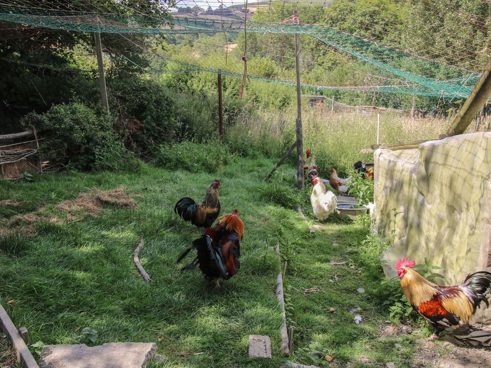 An outdoor area with chickens and roosters at Buzzards Breg in Builth Wells