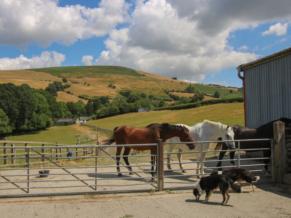 Horses and dogs at the barn at Buzzards Breg in Builth Wells