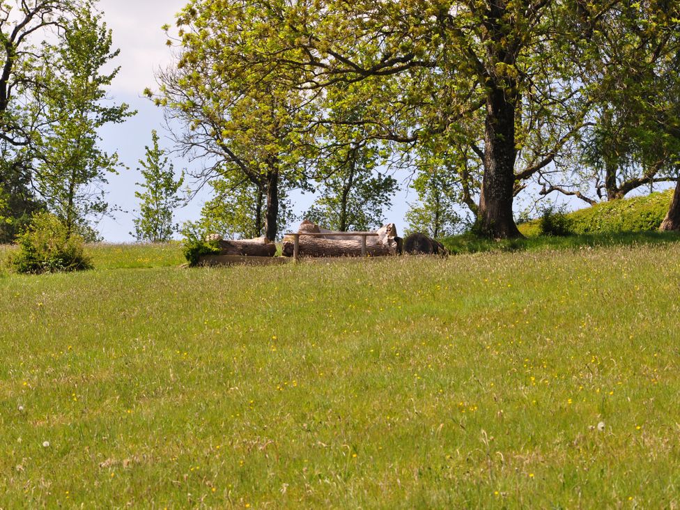 A grassy area with logs and trees at Rockhill Farmhouse in Clun