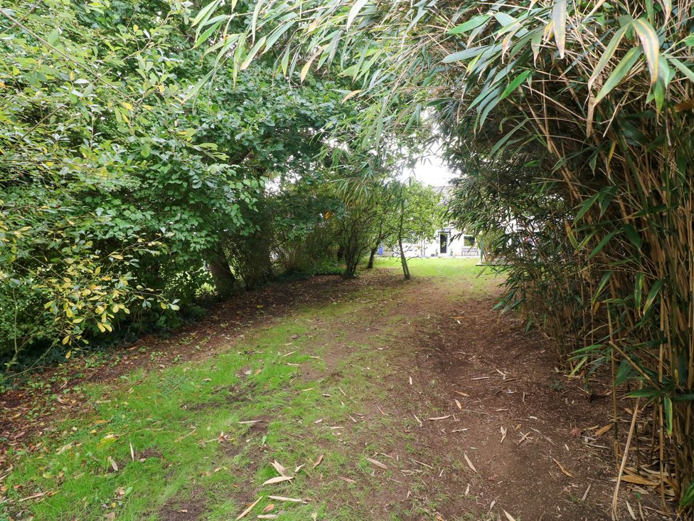 A pathway surrounded by bamboo and trees at Teifi Villa in St Dogmaels