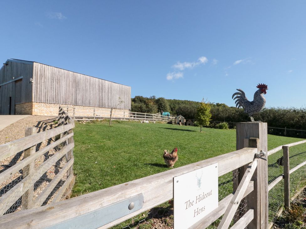 An outdoor area with chickens and a wooden shed at The Hideout Hens in Allerston near Thornton Dale