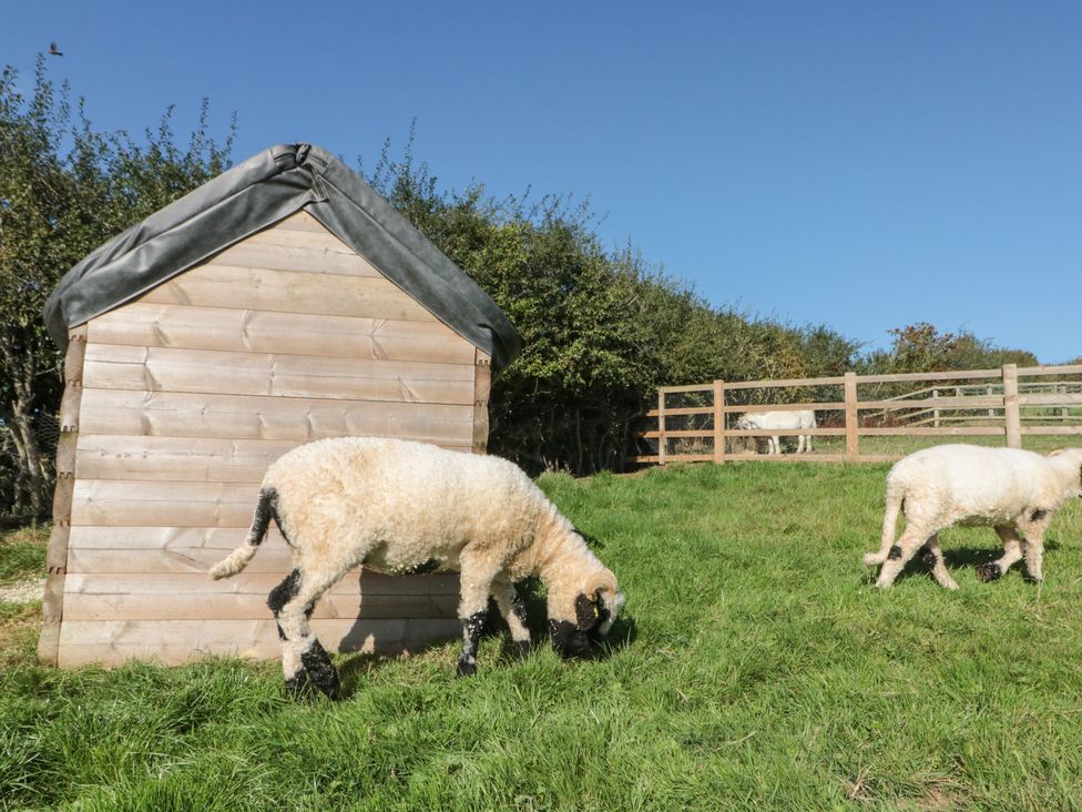 A sheep grazing near a wooden shed with a fence at Foxes Den in Allerston near Thornton Dale