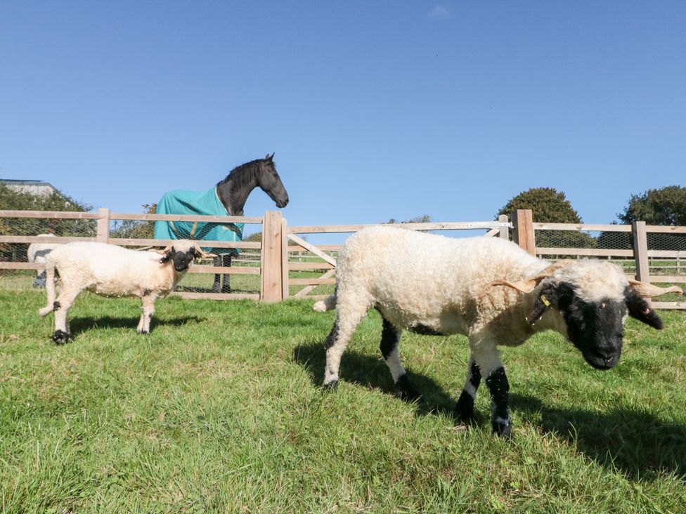 Two sheep in a field with a horse in a blanket at Foxes Den Allerston near Thornton Dale