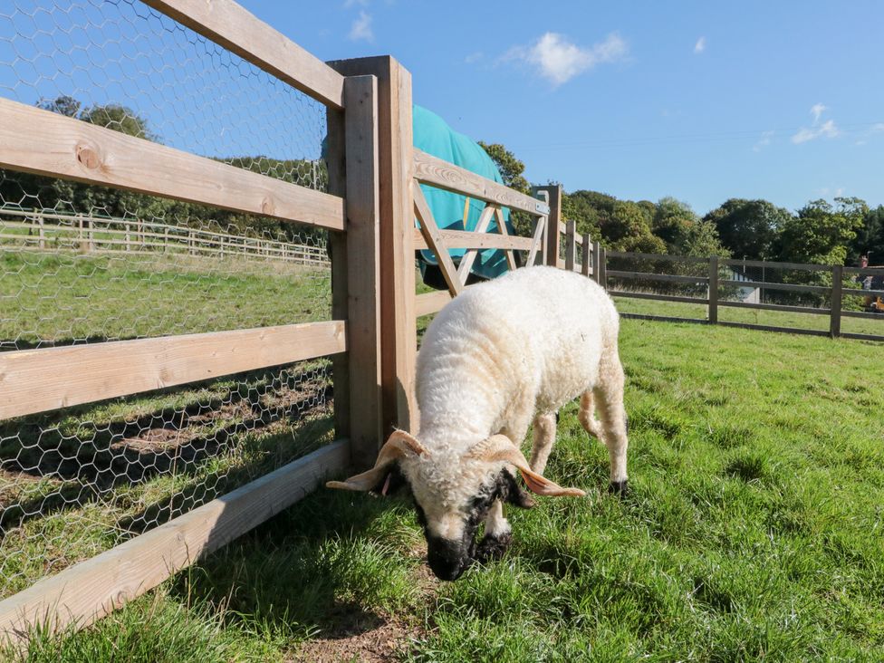 A sheep grazing near a wooden fence outdoors at Foxes Den in Allerston near Thornton Dale