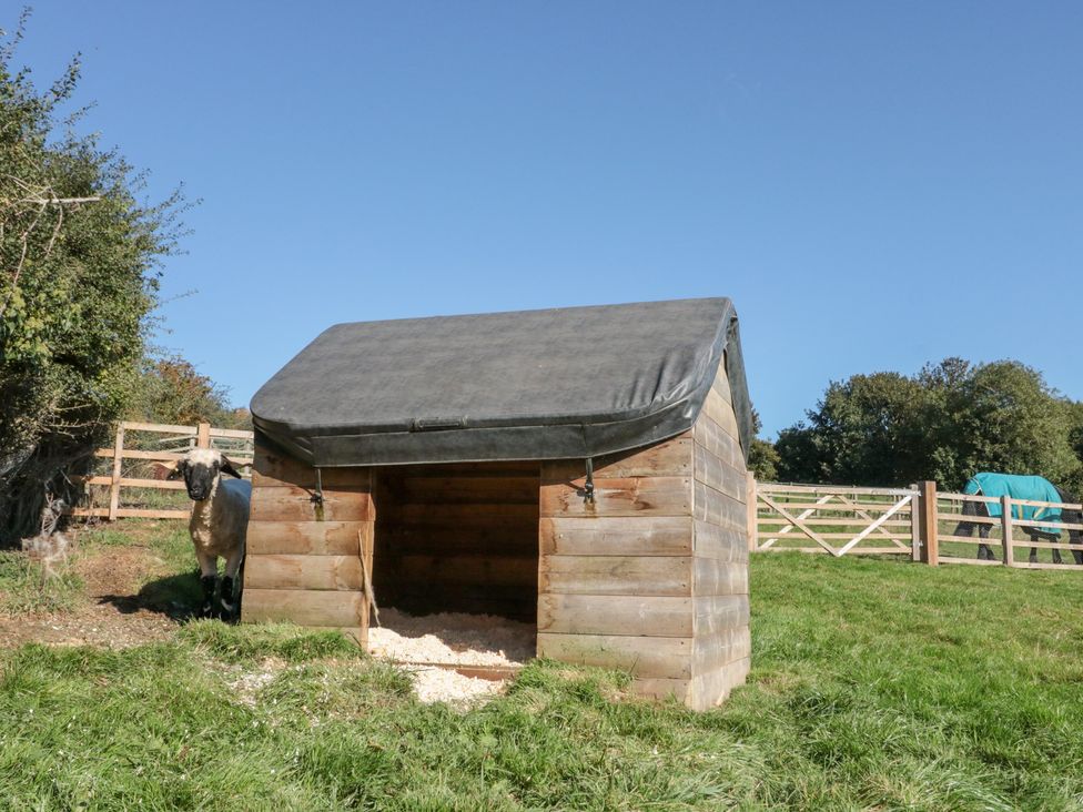 A sheep near a wooden animal shelter at Foxes Den Allerston near Thornton Dale
