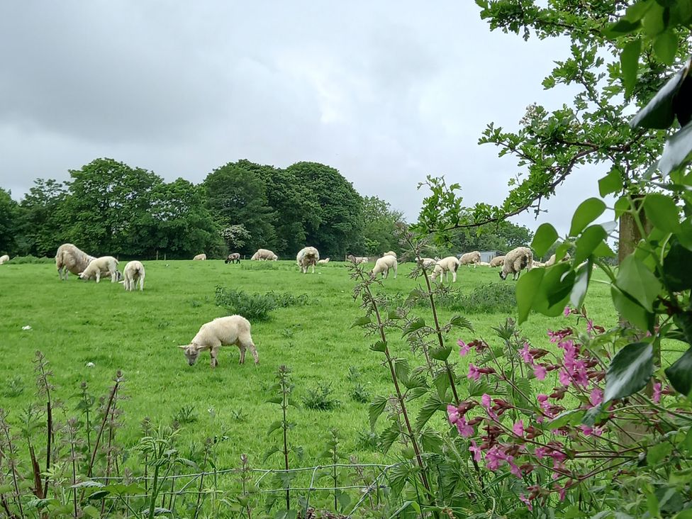 Kingfisher Cottage - Devon - 1097502 - thumbnail photo 24