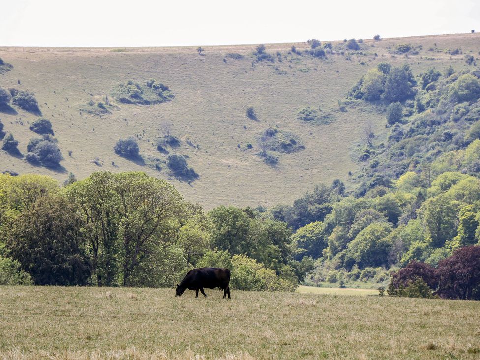 A cow grazing in a field with hills and trees in the background at Byre Cottage 3 Sullington near Storrington