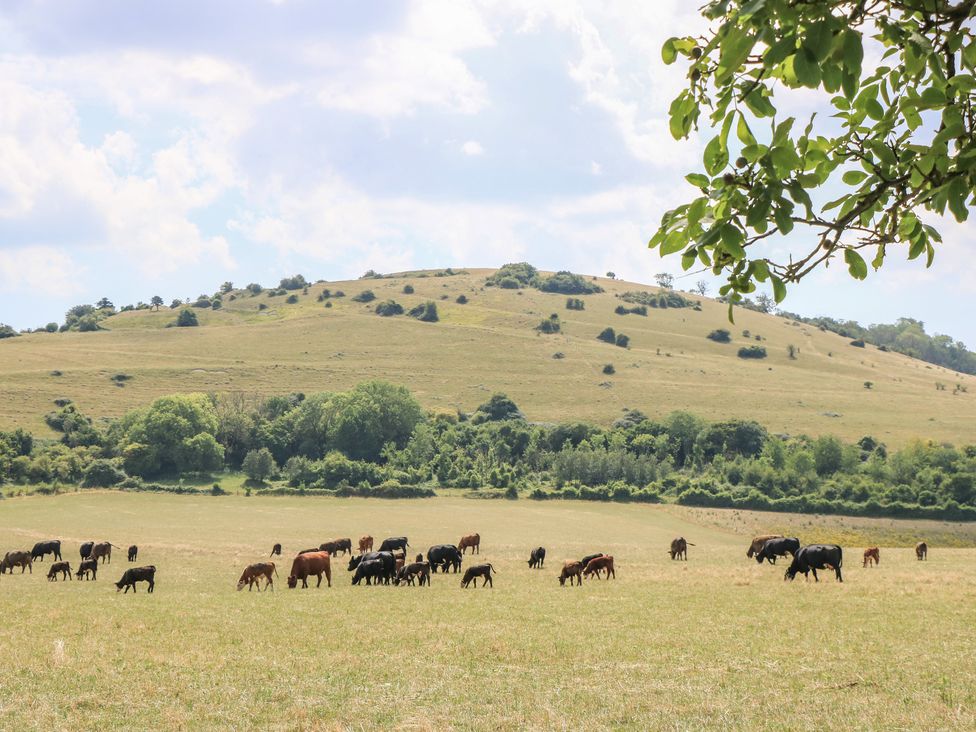 A field with cows grazing and a hill in the background at Byre Cottage 3 Sullington near Storrington