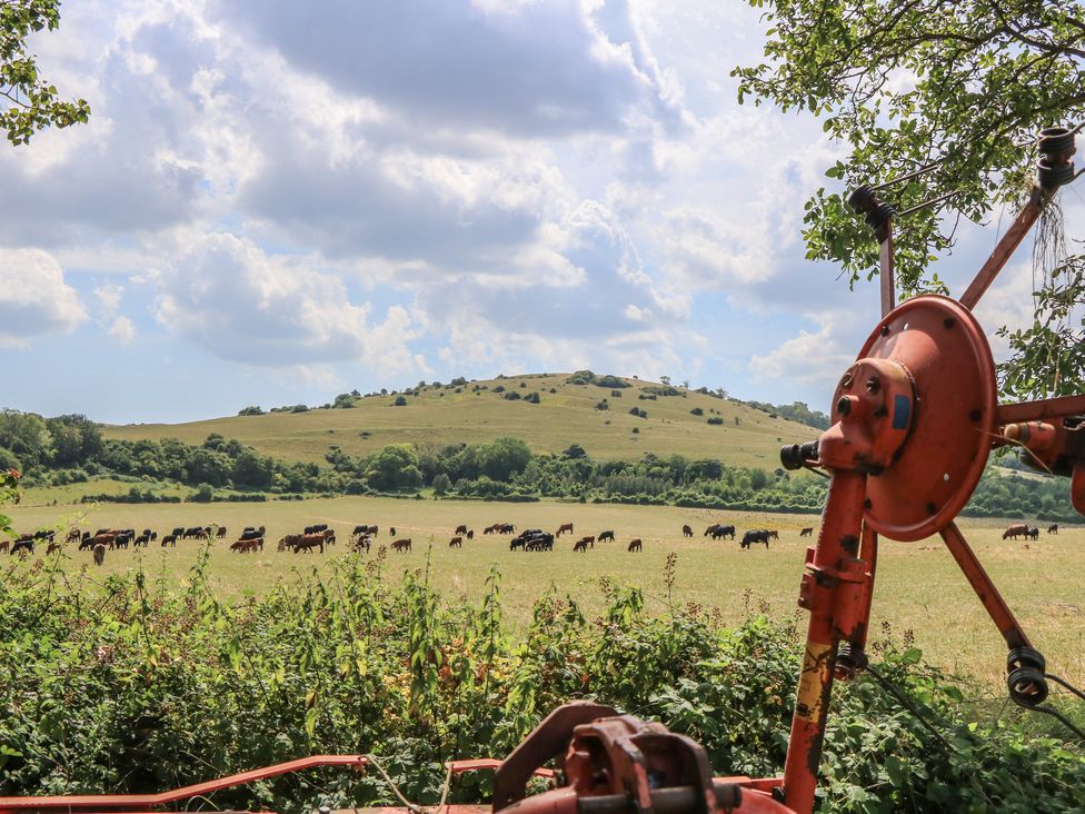 A field with cows and a hill in the background at Byre Cottage 3 Sullington near Storrington