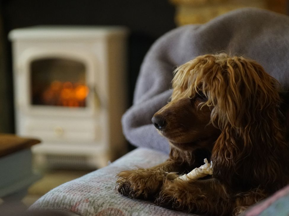 A dog sitting on a sofa with a blanket in a living room at The Old Dairy in Bridport