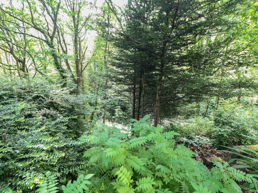 A wooded area with trees and ferns at 16 Oak Bank in Stockport