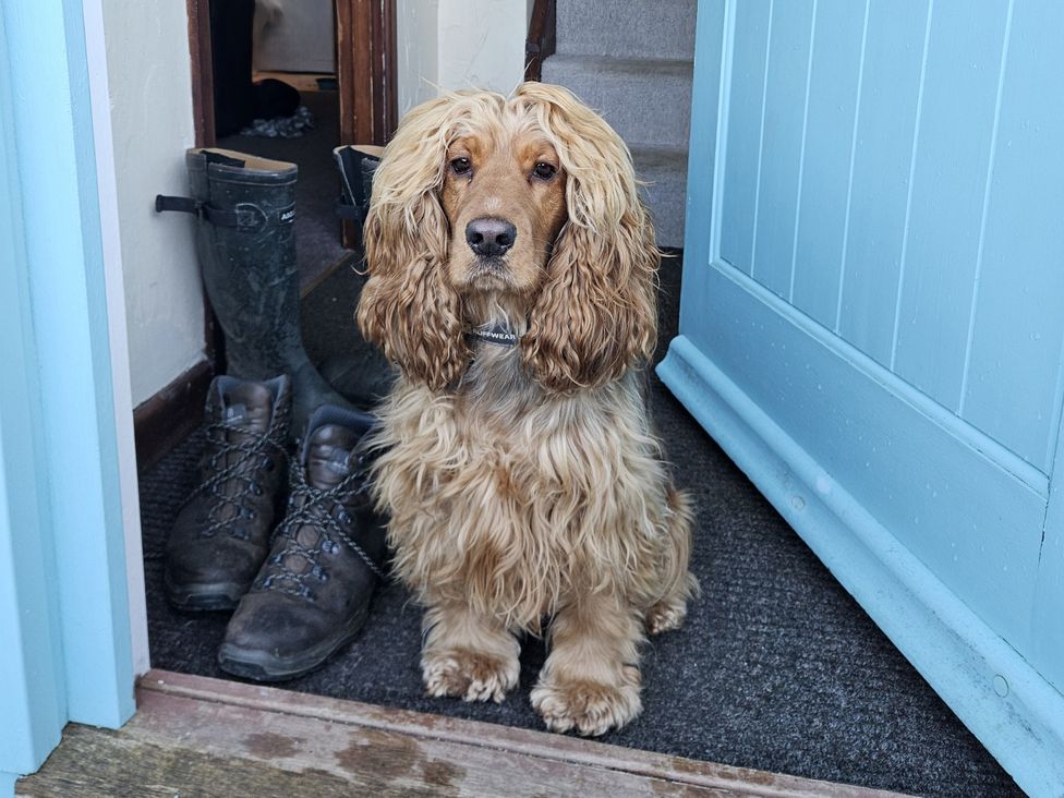 A dog sitting at the entrance with boots beside it at The Linhay in Bridport