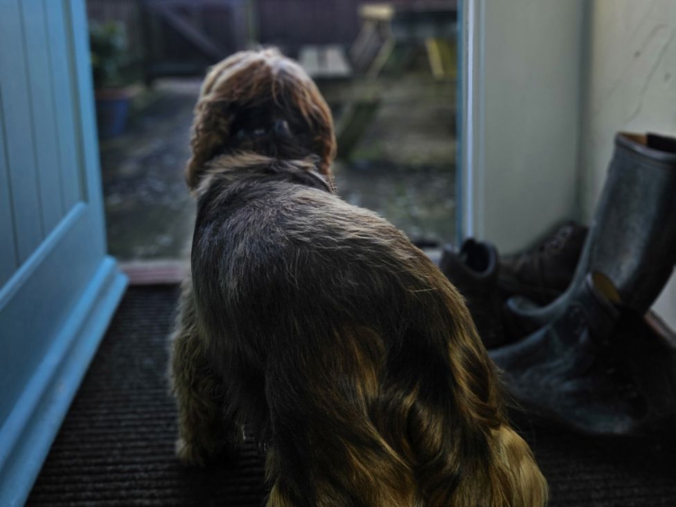 A dog sitting by an open door at Barton Cottage in Bridport
