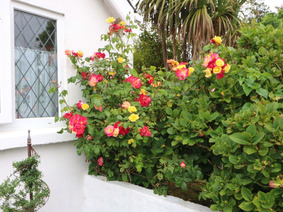 A bush of roses near a window at Waterfall House Dunmanway County Cork