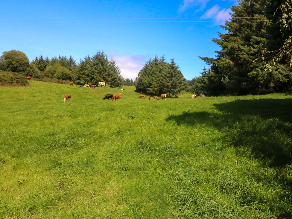 A herd of cows grazing in a green field at Waterfall House, Dunmanway, County Cork