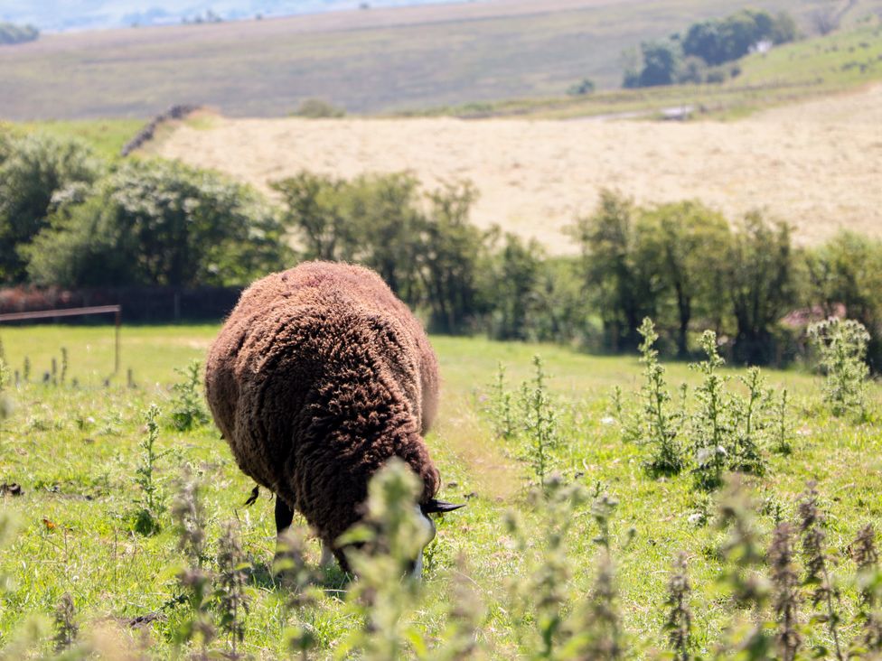 A sheep grazing in a field at The Netty in Flash