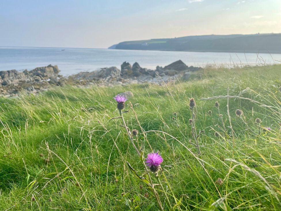 A coastal scene with grass and flowers near the water at Ceol-na-Mara Newport near Dunbeath