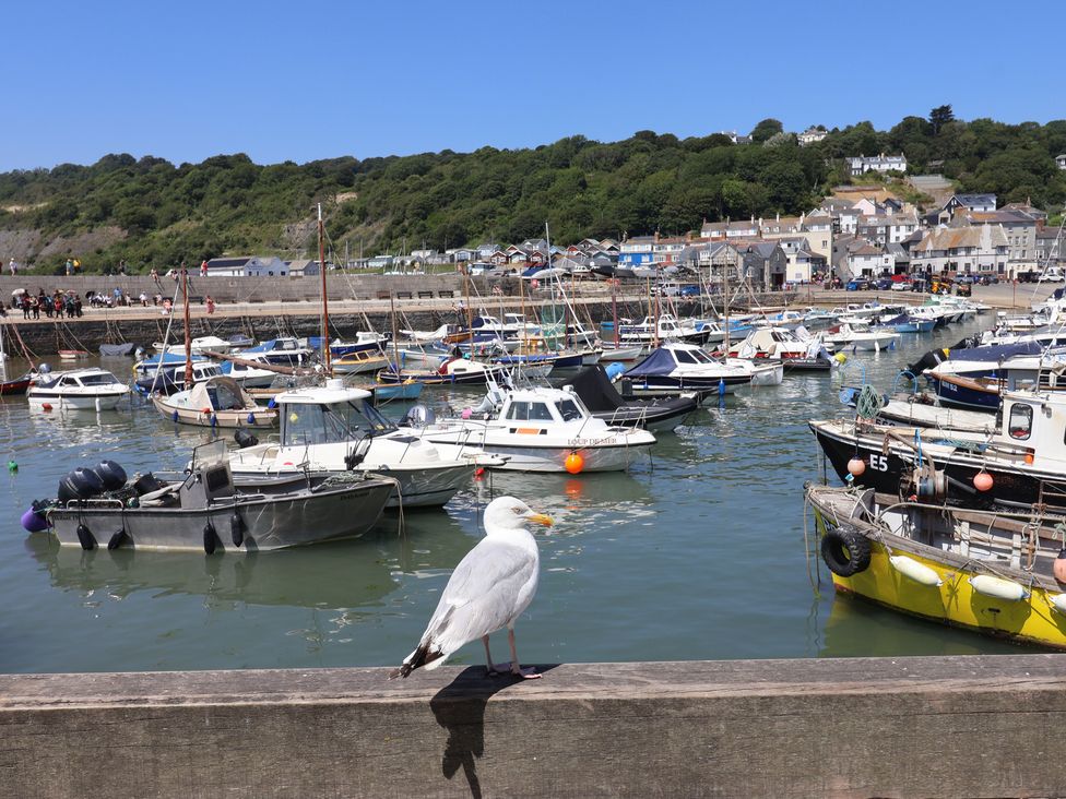 A seagull on a pier with boats in the harbor at Gosling Way Lyme Regis