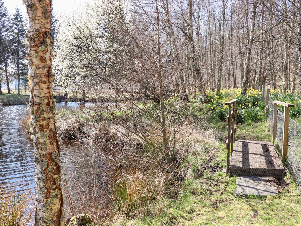 Birch - Scottish Highlands - 1107692 - thumbnail photo 32