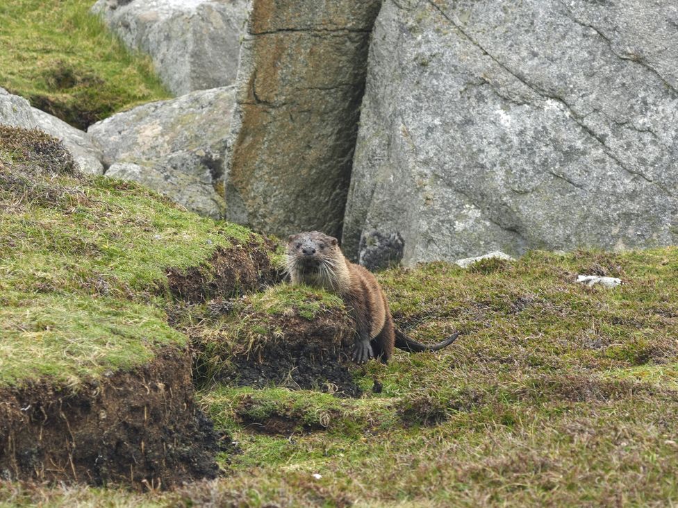 An otter near rocks and grass at Hona in Mangersta near Uig Isle Of Lewis