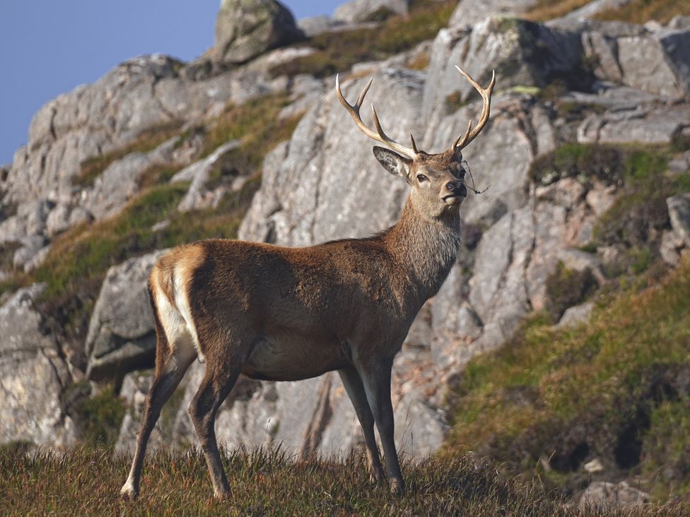A deer standing on rocky terrain at Hona Mangersta near Uig Isle Of Lewis