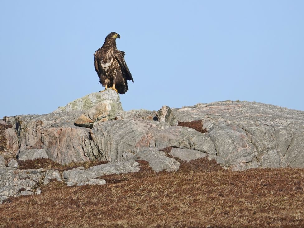 An eagle perched on a rock with grass in the foreground at Hona Mangersta near Uig Isle Of Lewis