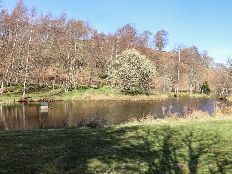 Larch - Scottish Highlands - 1109438 - thumbnail photo 32