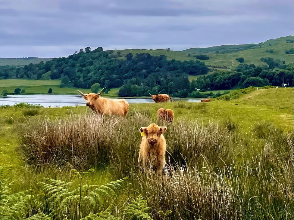 Achnacloich - Scottish Highlands - 1110745 - thumbnail photo 53