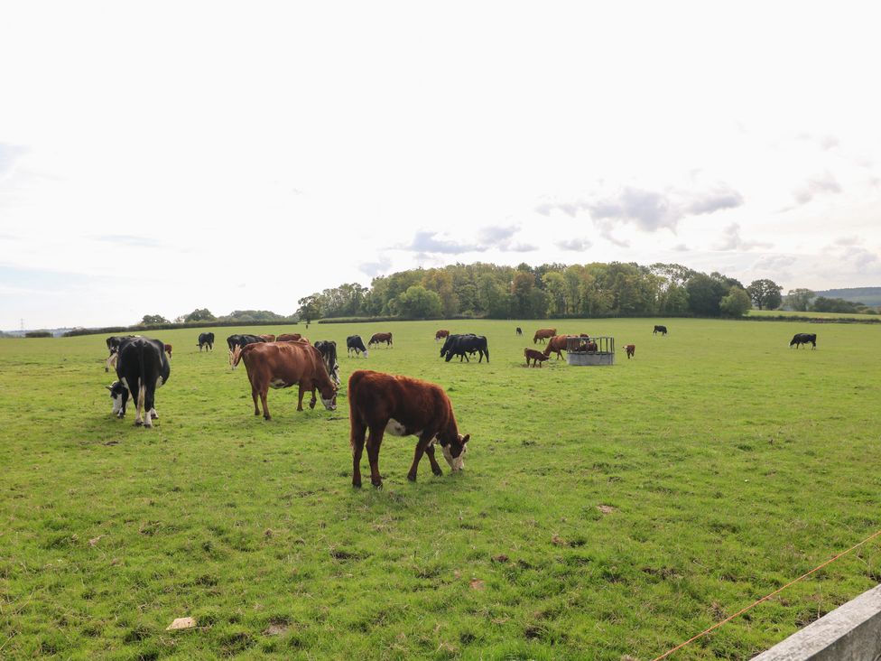 Cows grazing in a field at Far Coley Farm and Kilnhurst Log Cabin in Great Haywood