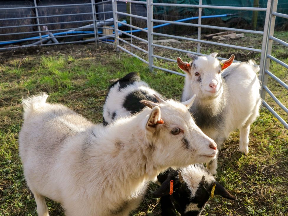 Three goats in a fenced area at Beech in Ulverston