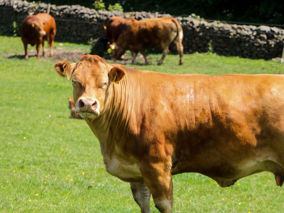 A cow in a grassy field with a stone wall in the background at Beech in Ulverston