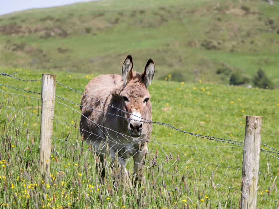 A donkey behind a fence in a grassy field at Beech in Ulverston