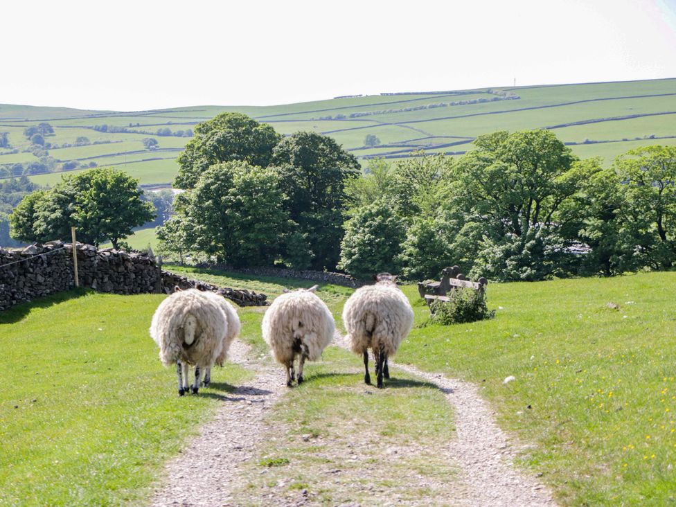 Three sheep walking along a path in a field at Beech in Ulverston