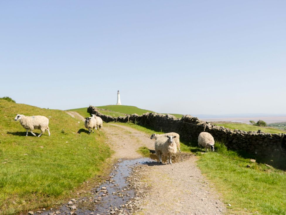 A view of sheep on a path with a lighthouse in the background at Beech in Ulverston