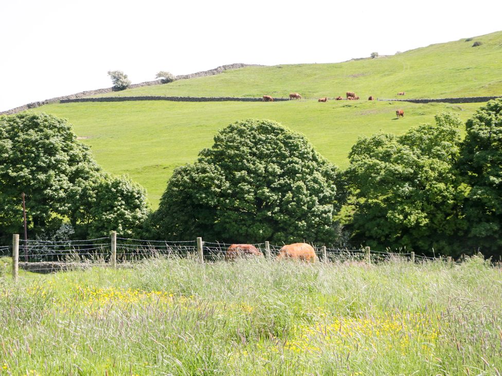 A field with cows grazing and trees at Beech in Ulverston
