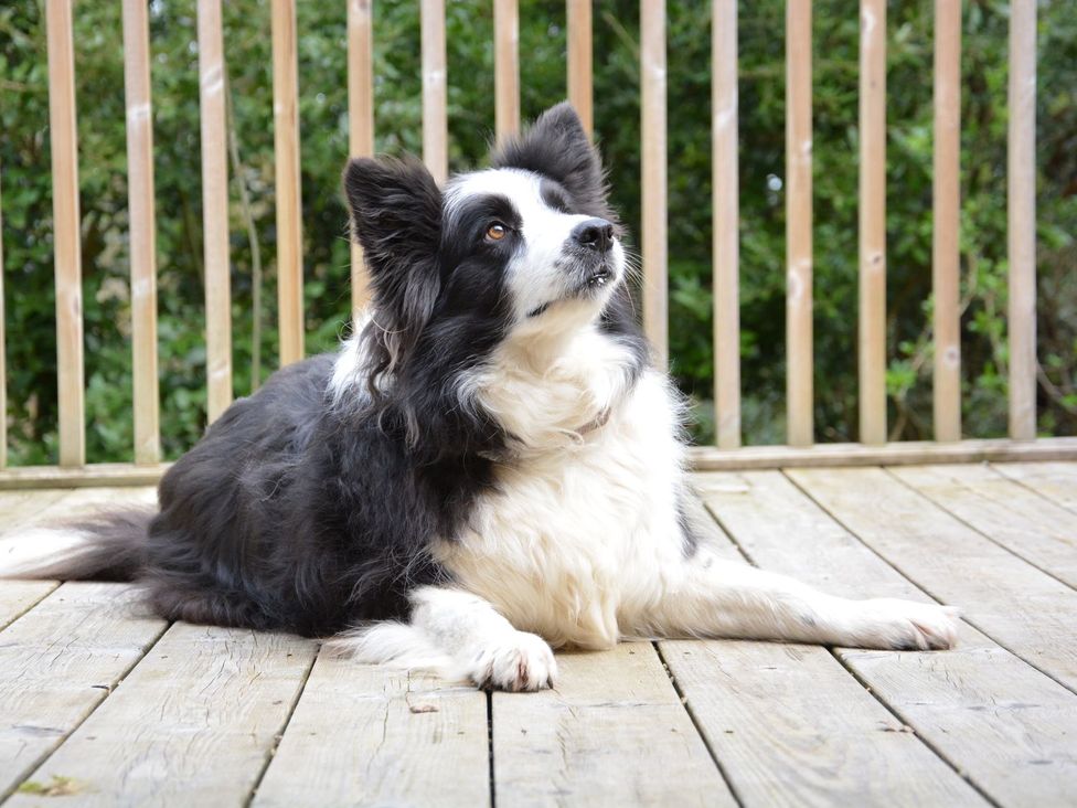 A dog lying on a wooden deck at Yew Tree Farm Barn and Stable in Framlingham