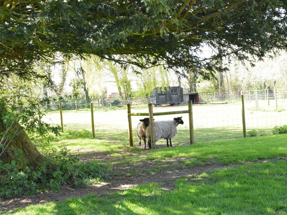 Two sheep standing near a fence at Yew Tree Farm Barn and Stable in Framlingham