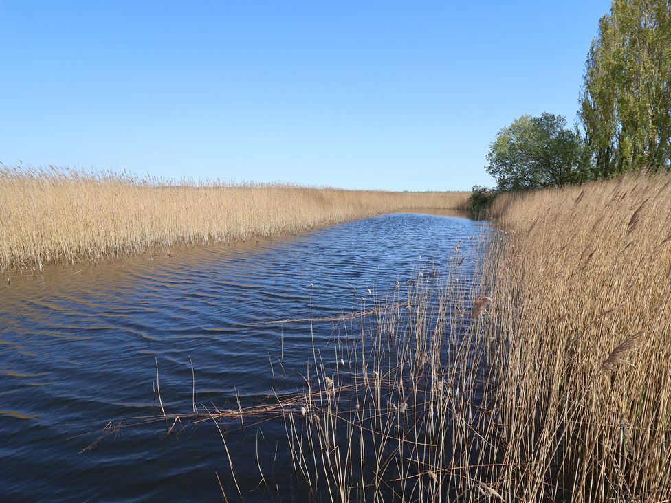 A view of water surrounded by reeds and a tree at The Cart House Sudbourne Near Orford