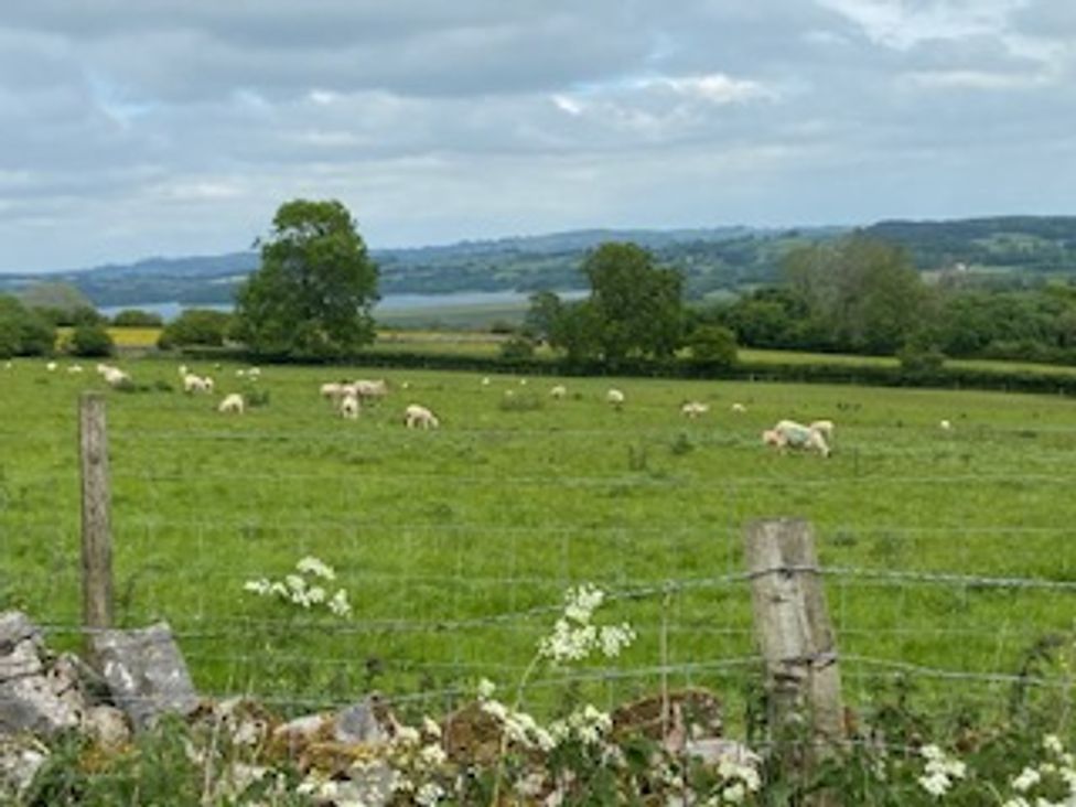 A field with sheep grazing at Postbox Cottage Atlow near Ashbourne