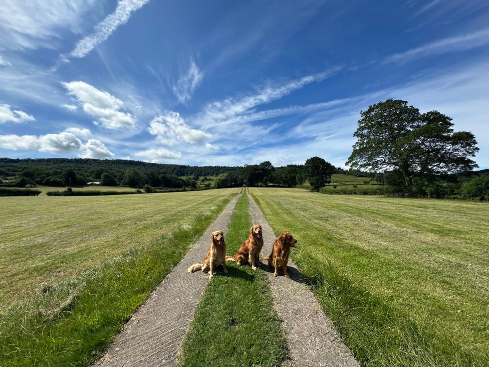Three dogs sitting on a path in a field at Cliffe House Cottage Pateley Bridge