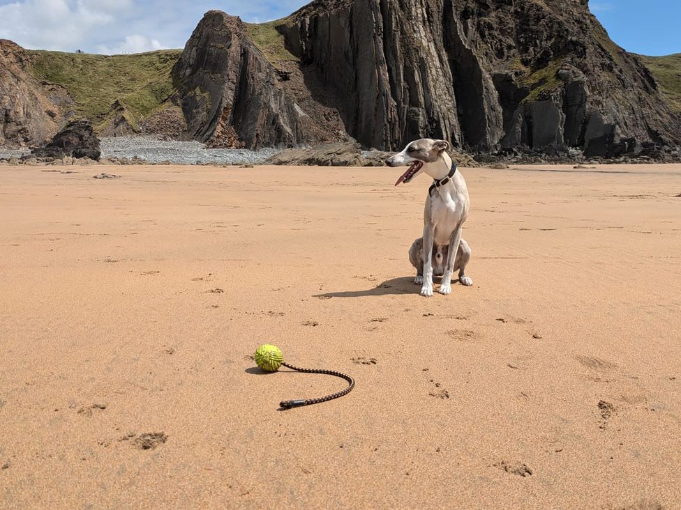 A dog sitting on the sand with a ball and cliff in the background at Blackbird Cottage Northam