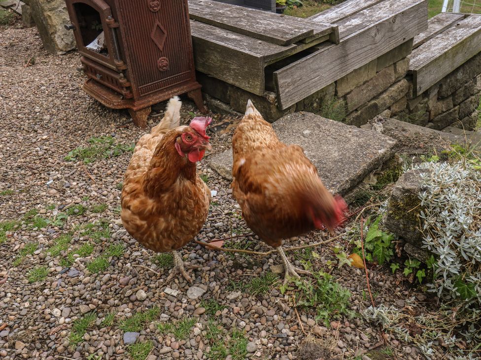 Two chickens in a garden near a stove and wooden planks at Prospect Cottage Ripponden