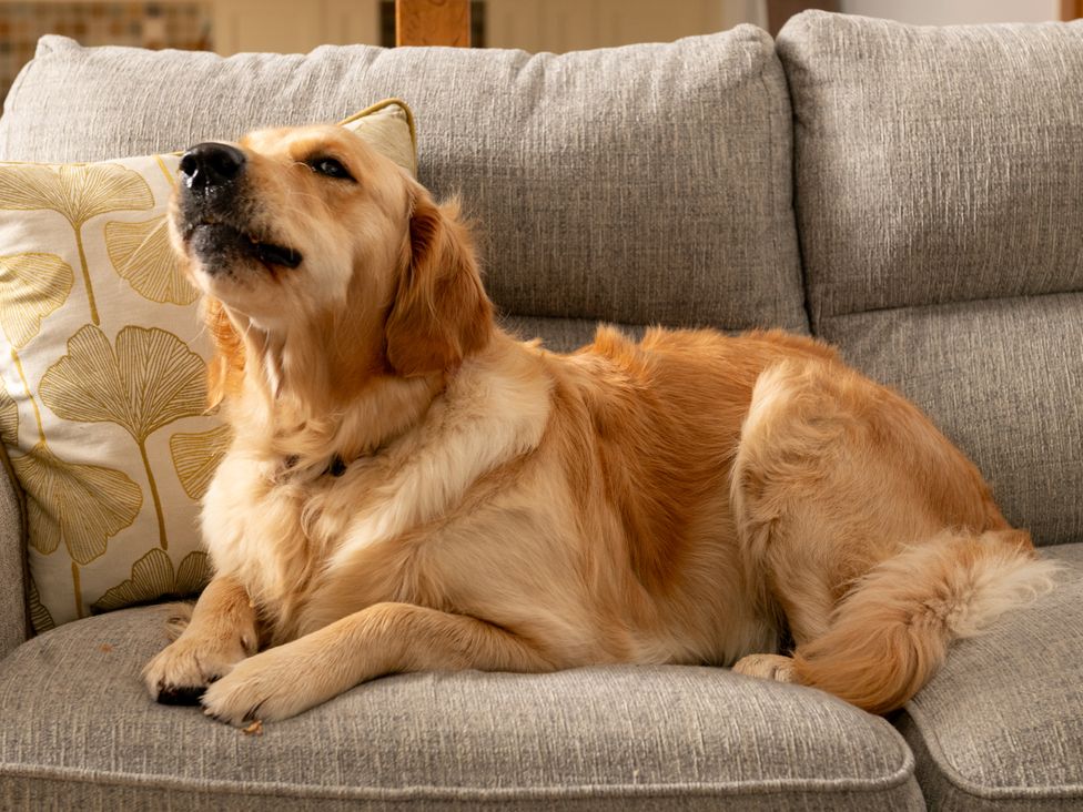 A dog lying on a sofa at Hoppers Barn in Pancrasweek near Holsworthy