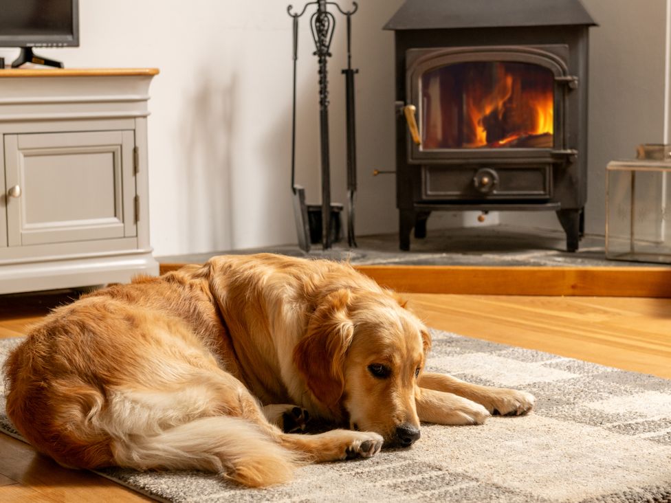 A dog lying on a rug near a fireplace at Hoppers Barn Pancrasweek near Holsworthy
