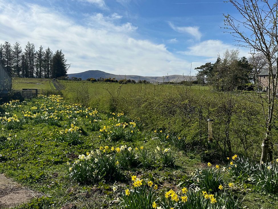 A garden with daffodils and a view of mountains at How Hill Farm Cottage, Greystoke
