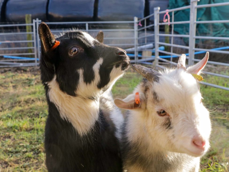 Two goats standing near a fence at Cherry in Ulverston